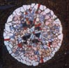 butterfly egg mosaic